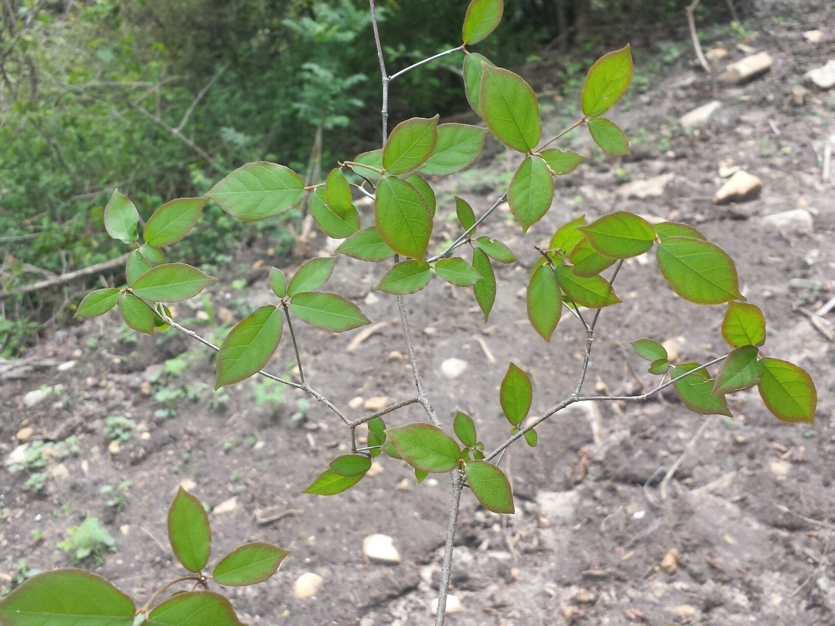 Euphorbia analamerae — houseplant care guide