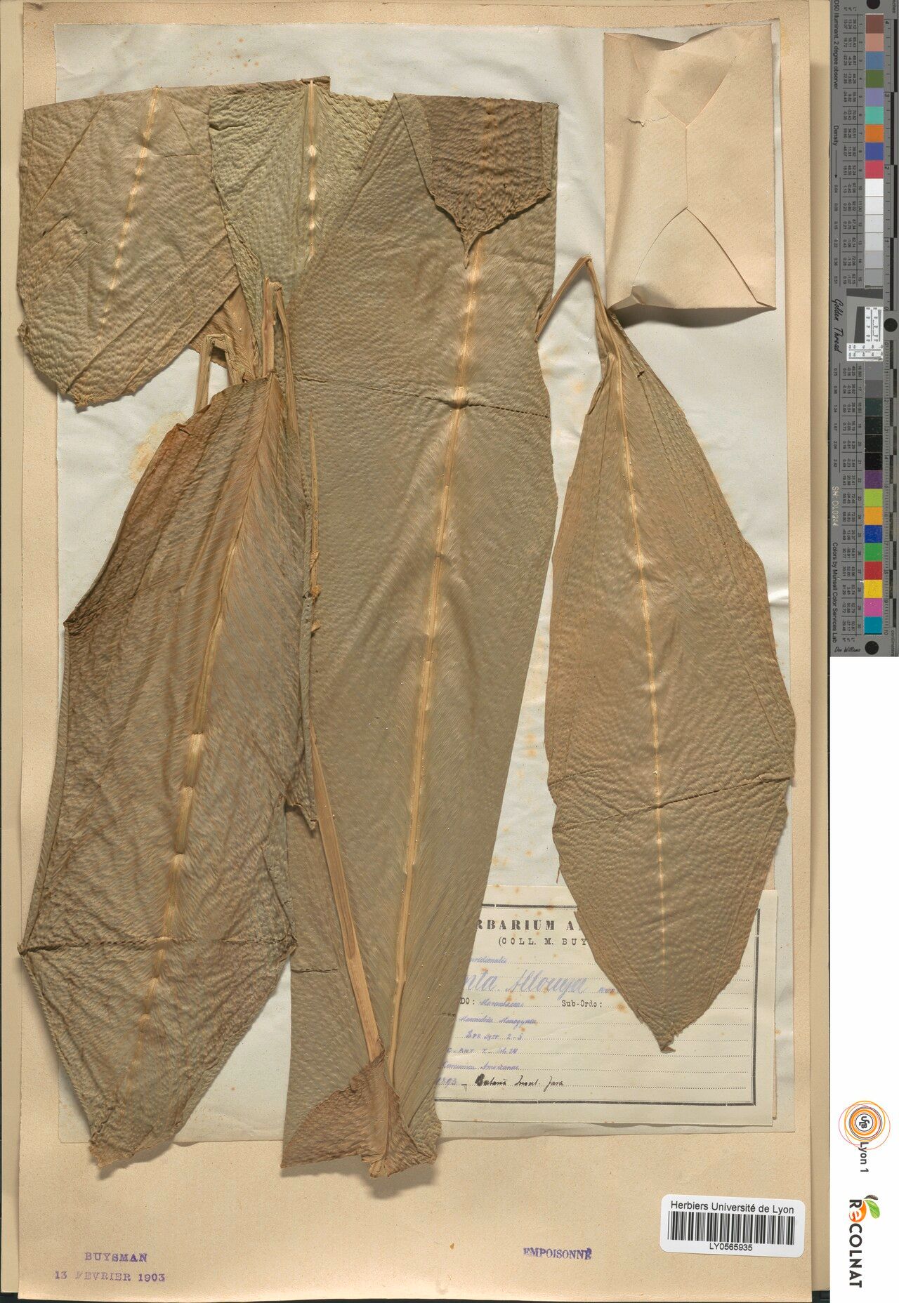 Goeppertia allouia leaf