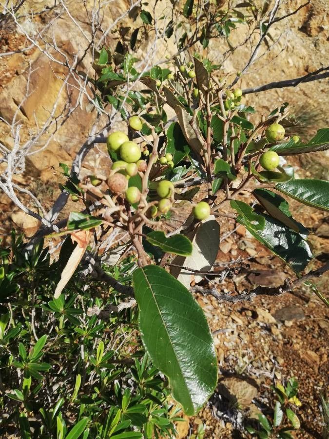 Alphitonia neocaledonica fruit