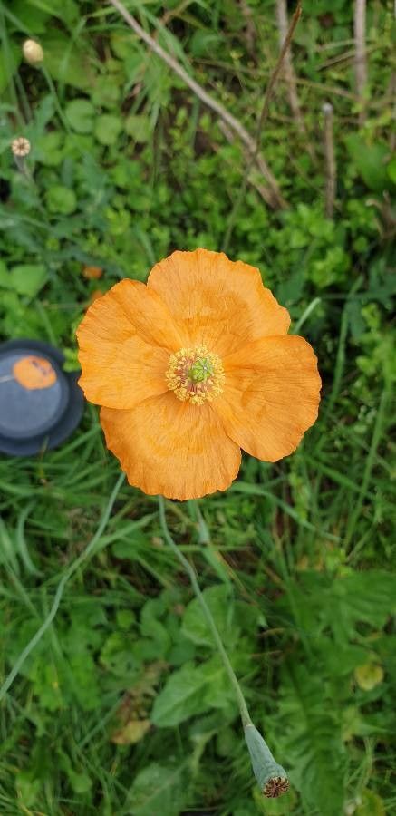 Papaver pseudocanescens flower