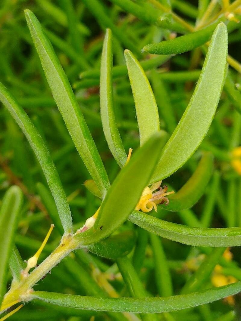 Persoonia mollis — houseplant care guide