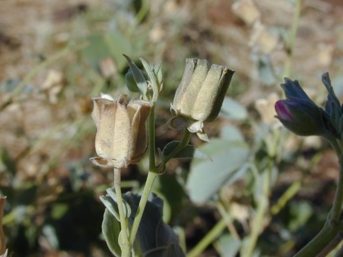 Abutilon incanum — search result for 'Abutilon'