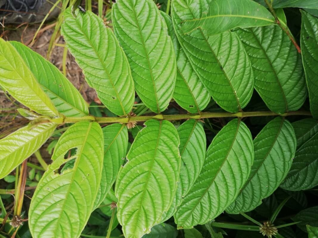 Pauridiantha dewevrei leaf