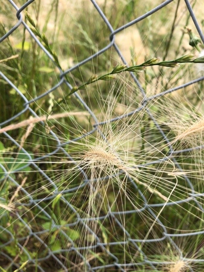 Taeniatherum caput-medusae flower