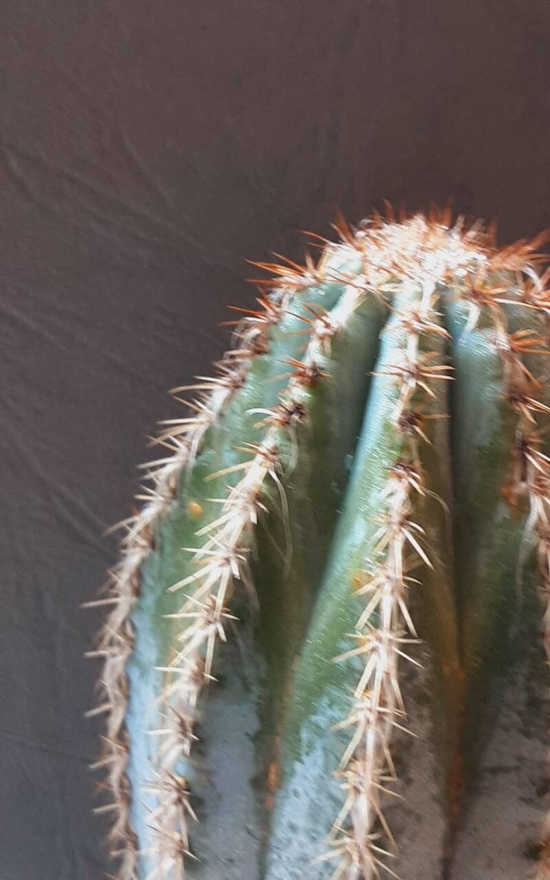 Pilosocereus armatus — related species from the same genus