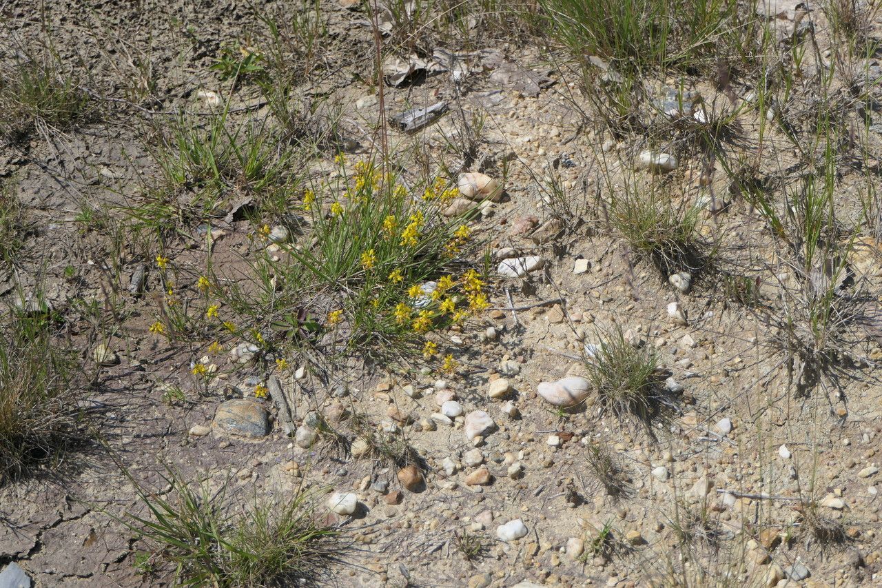 Genista micrantha habit