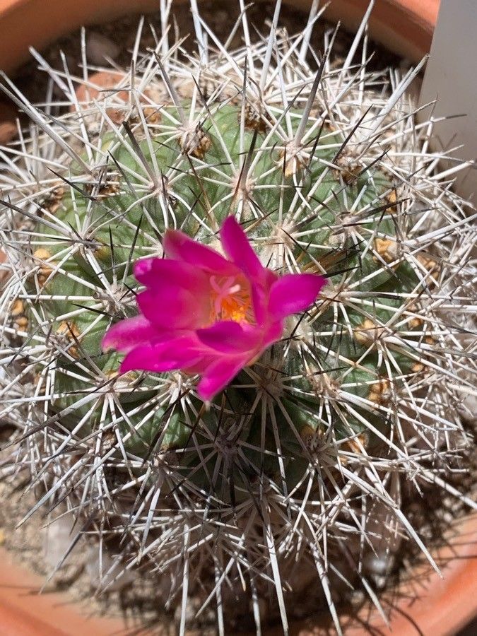 Turbinicarpus viereckii flower