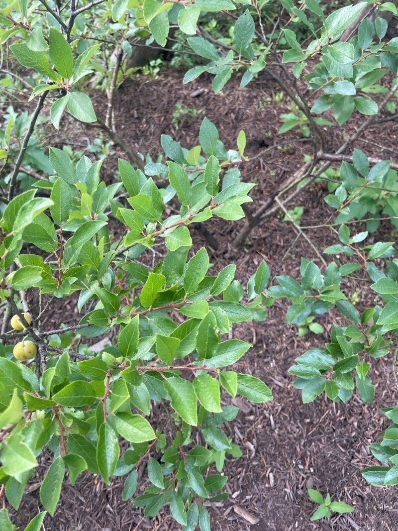 Prunus maritima — search result for 'Prunus'