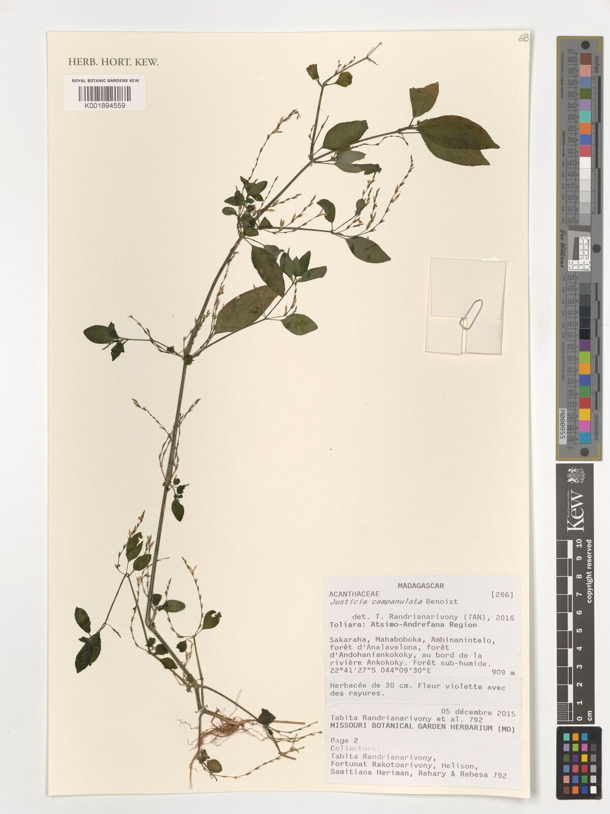 Justicia campanulata — houseplant care guide