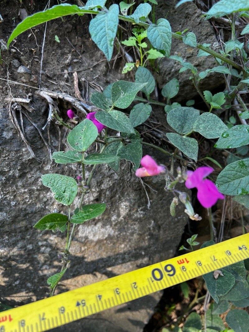 Phaseolus pedicellatus