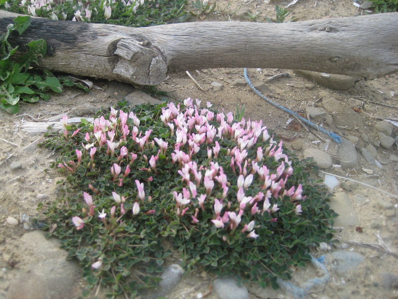 Trifolium uniflorum flower