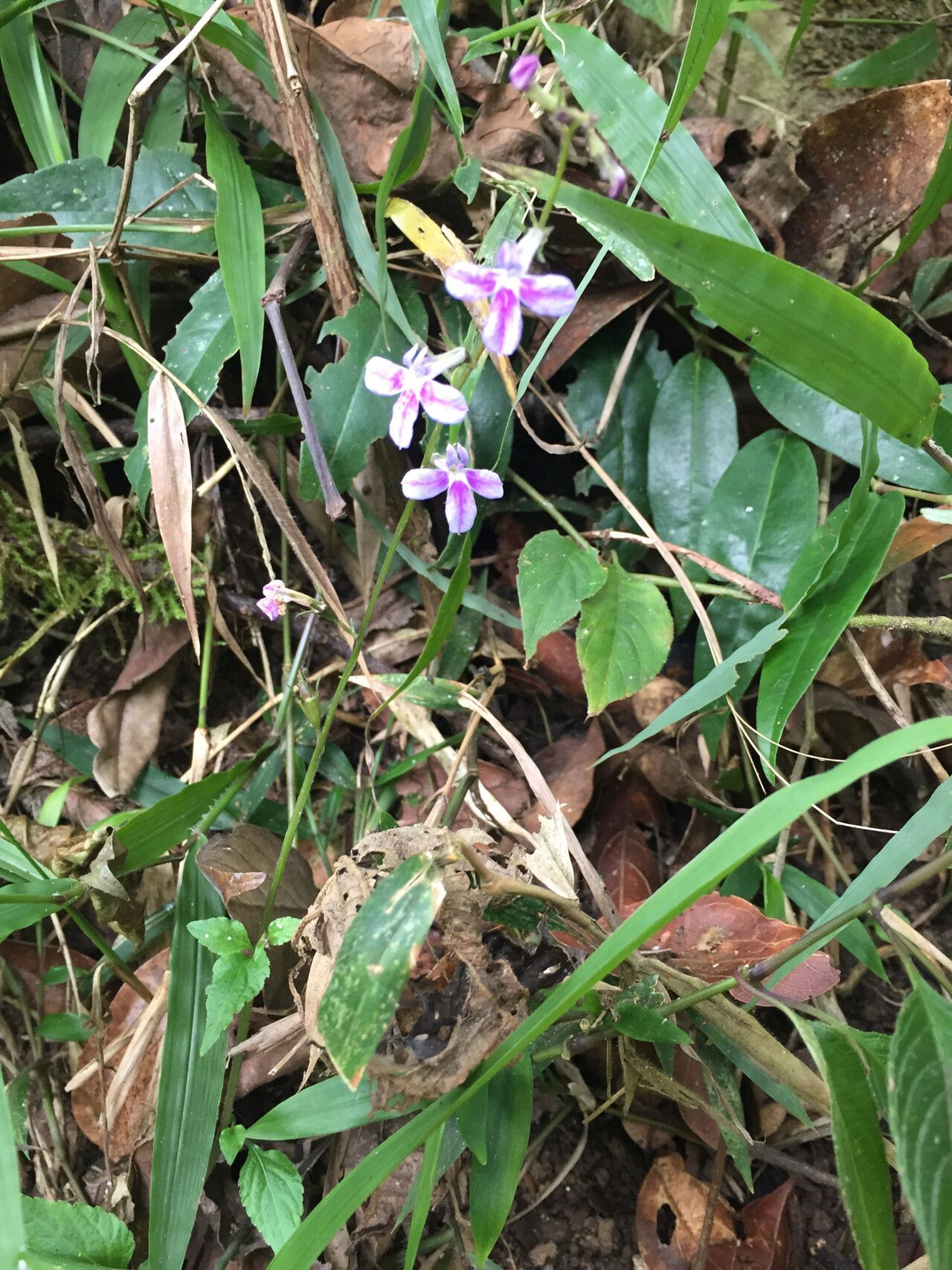 Lobelia hartlaubii flower