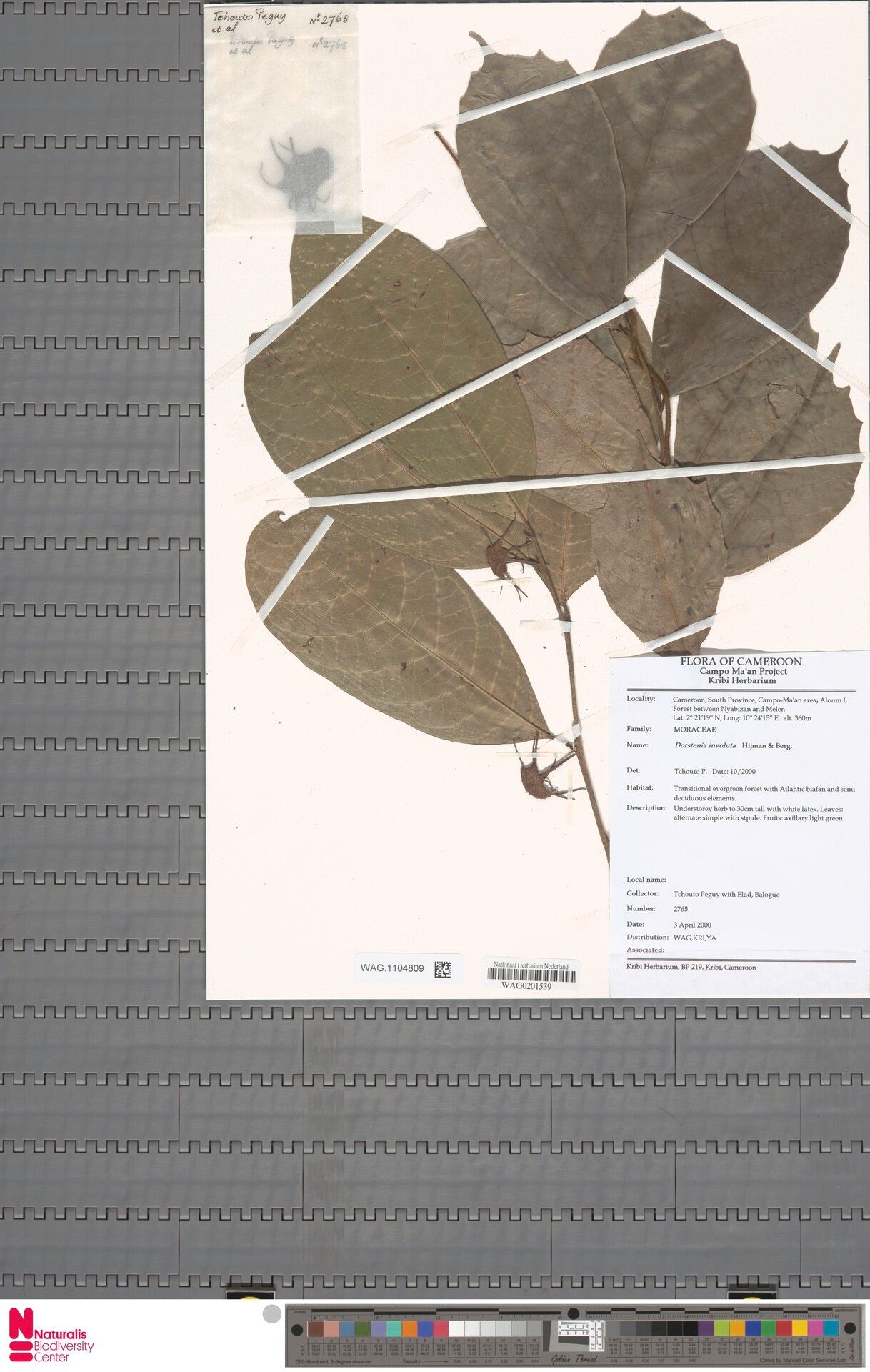 Dorstenia involuta — search result for 'Dorstenia'