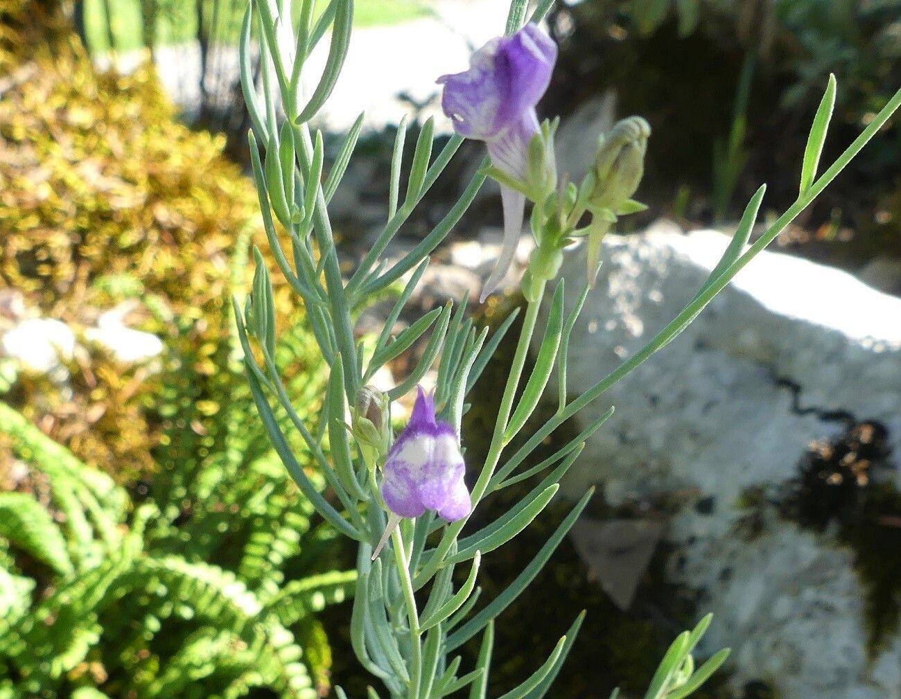 Linaria capraria leaf
