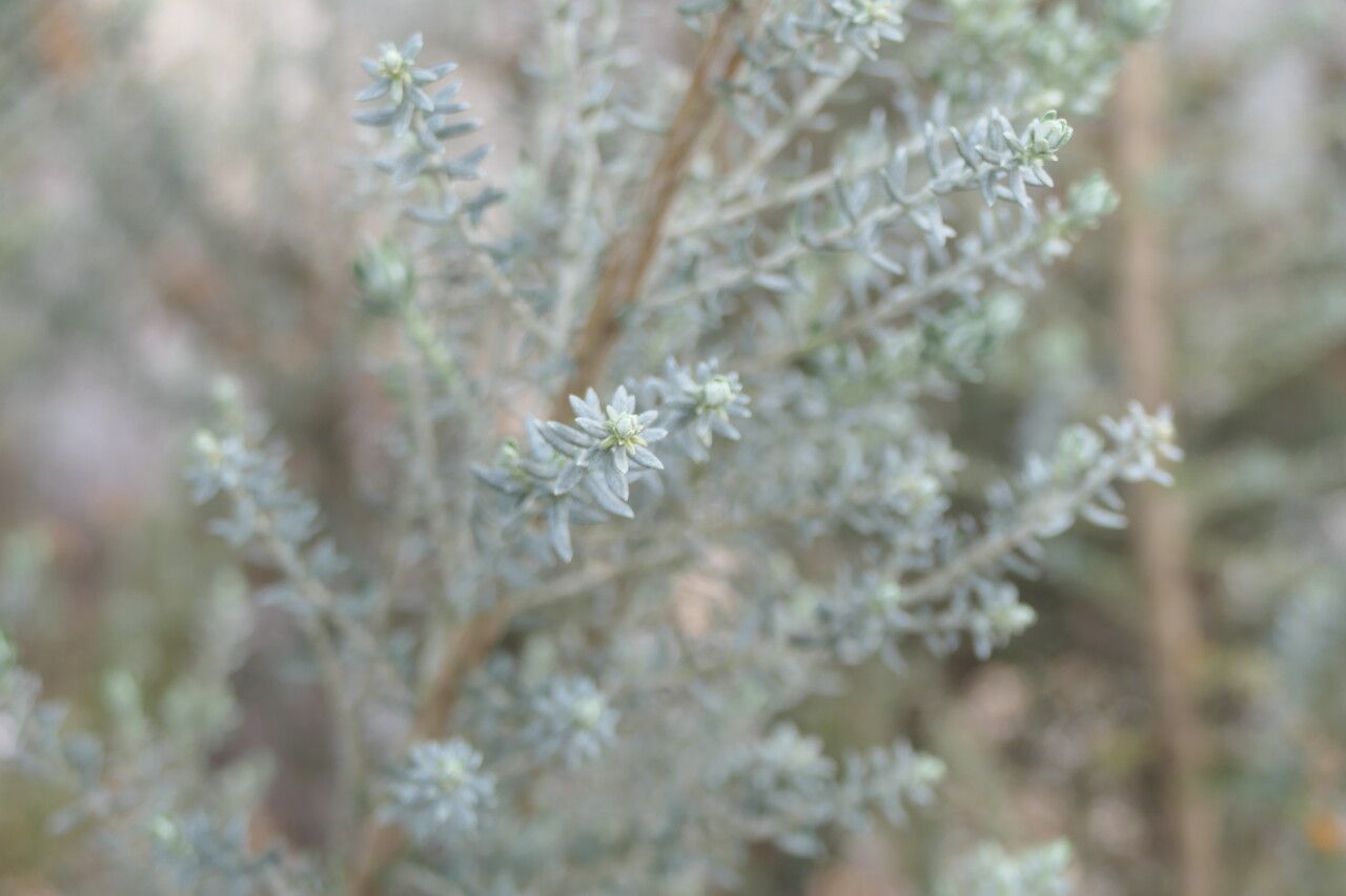 Ozothamnus rosmarinifolius leaf