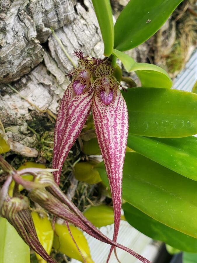 Bulbophyllum rothschildianum flower