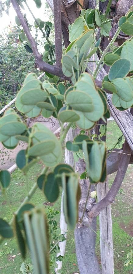 Bauhinia rufescens leaf