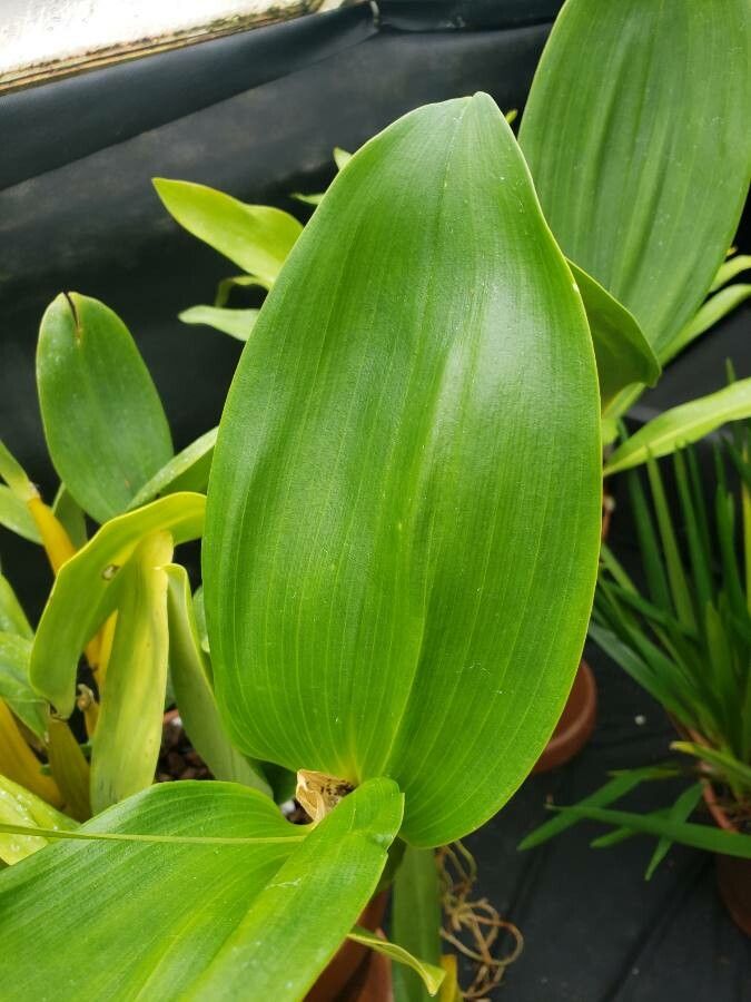 Dendrobium forbesii — houseplant care guide