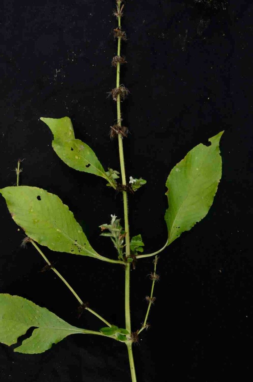 Hygrophila costata — search result for 'Hygrophila'