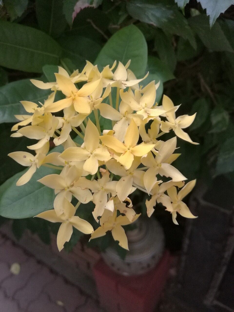 Ixora javanica flower