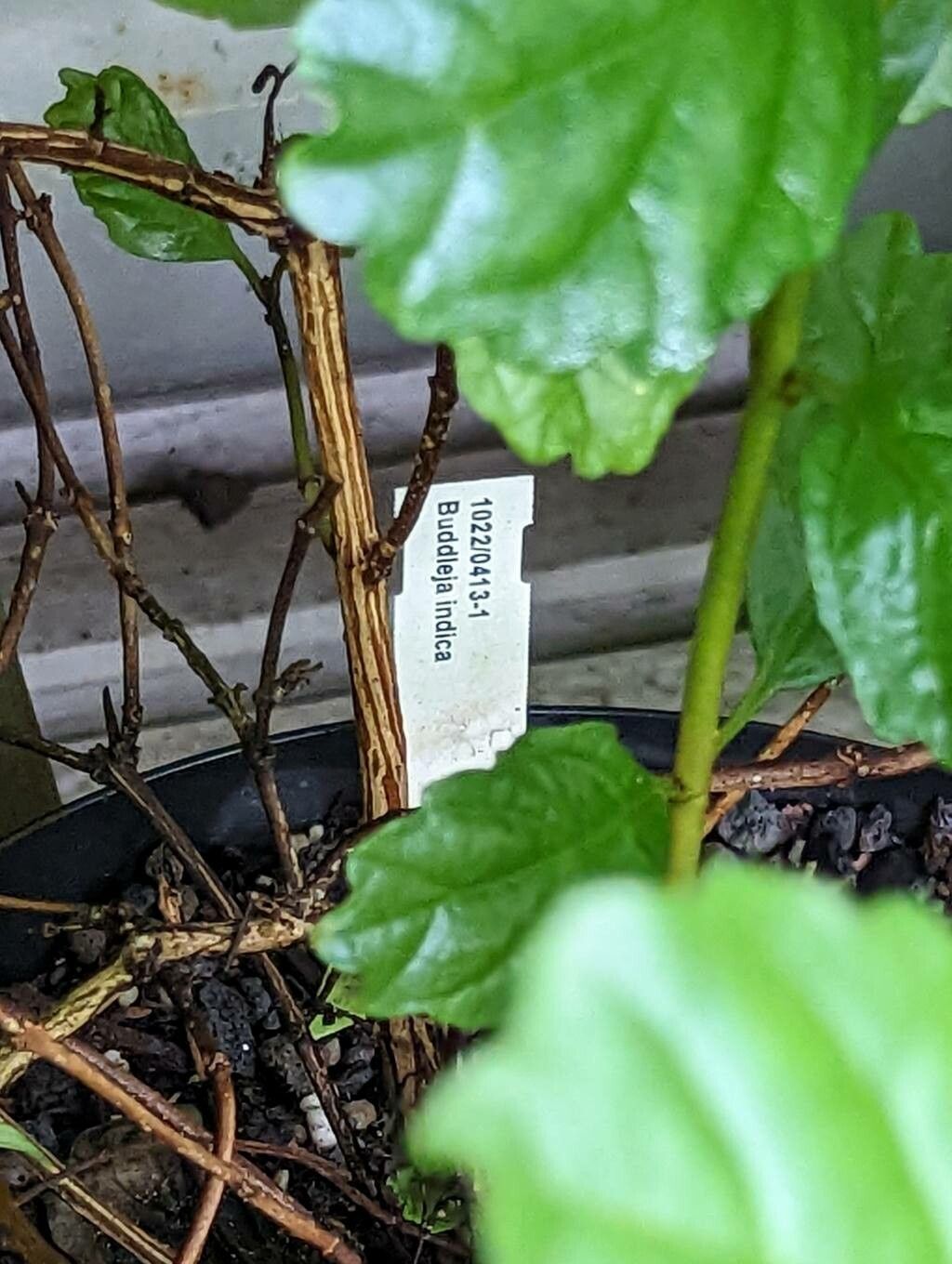 Buddleja indica bark