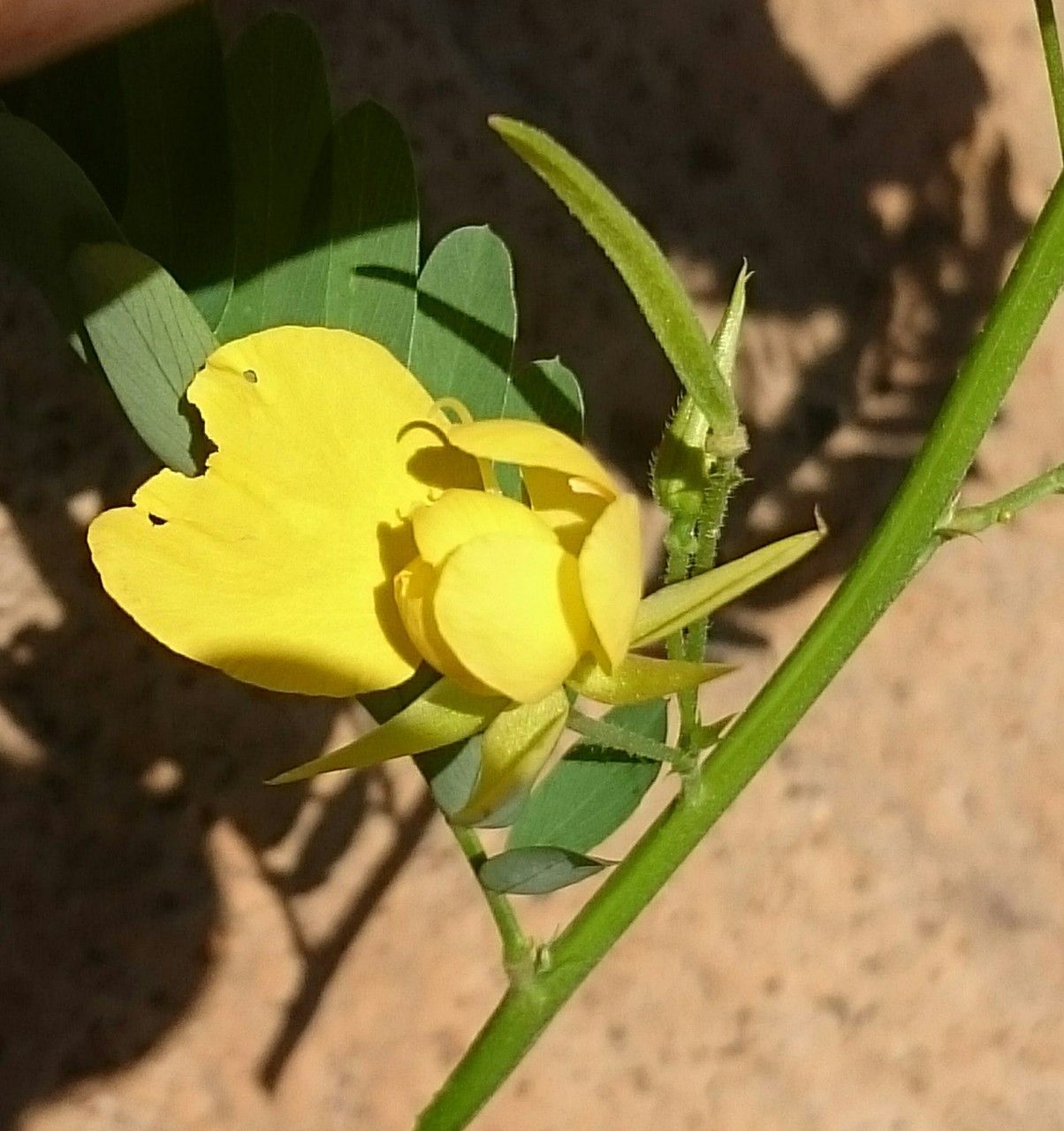 Chamaecrista glandulosa flower