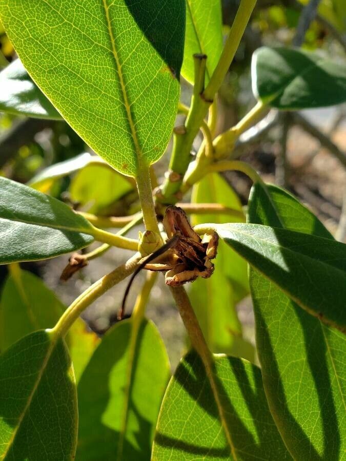 Rhododendron spp. fruit