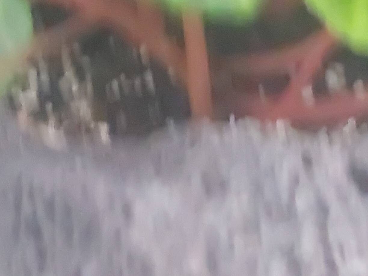 Begonia kingiana bark