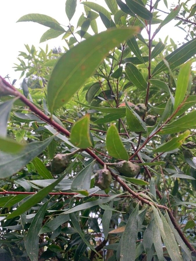 Acacia longifolia fruit