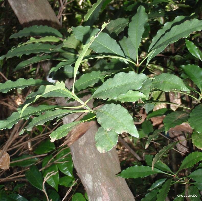 Ochrosia silvatica habit