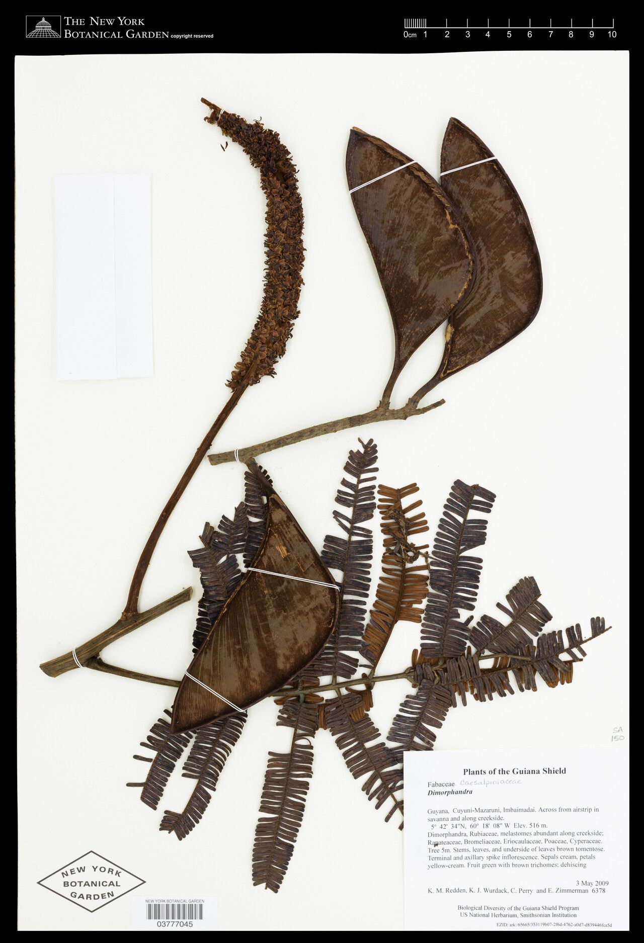 Dimorphandra cuprea — related species from the same genus