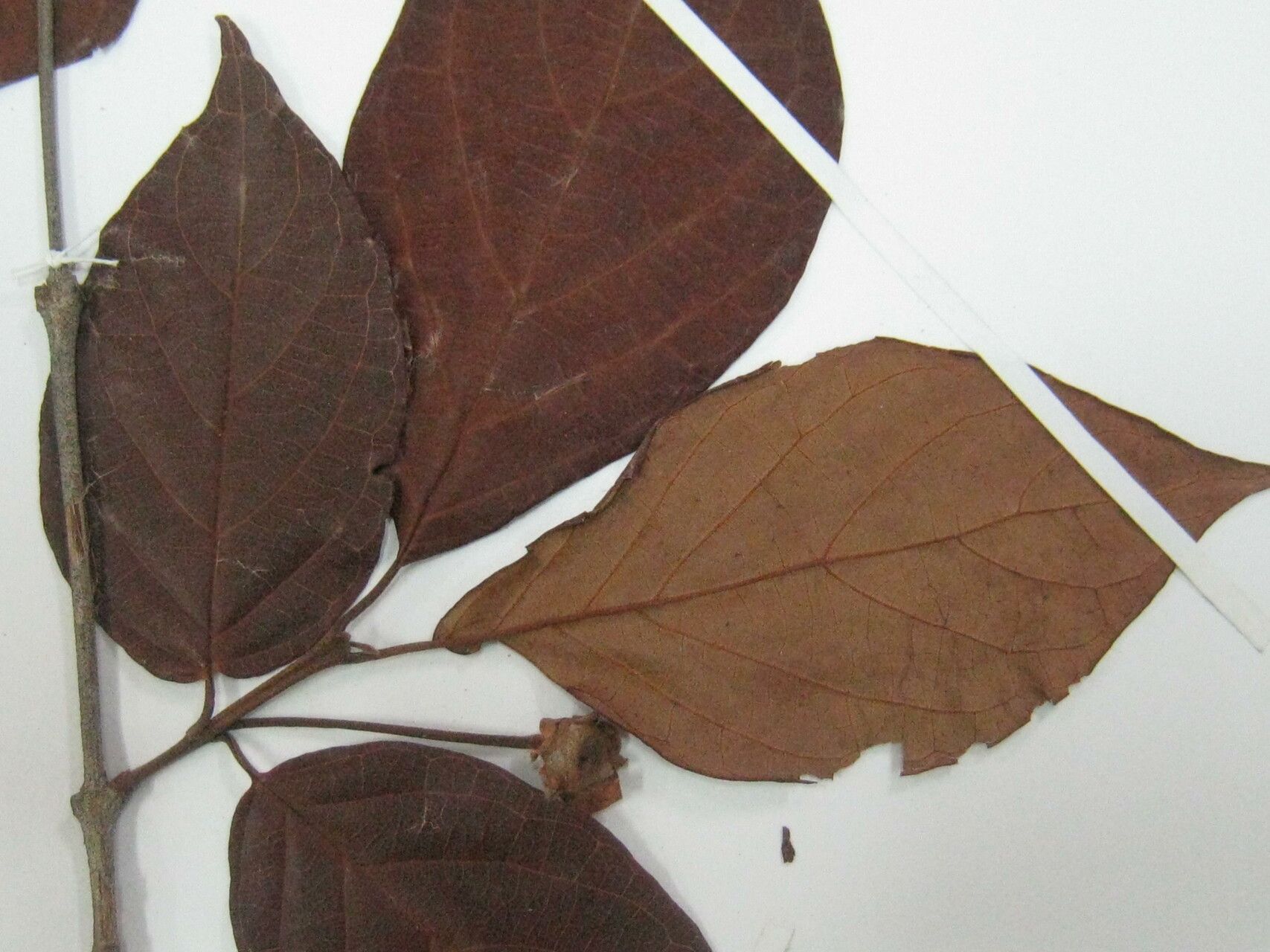 Campomanesia grandiflora other