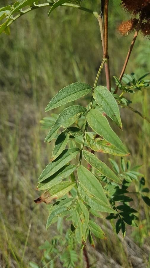 Glycyrrhiza lepidota leaf