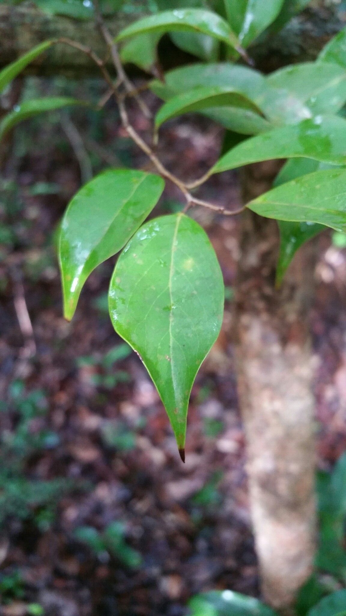 Ludia leandriana leaf