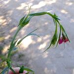Lathyrus cicera