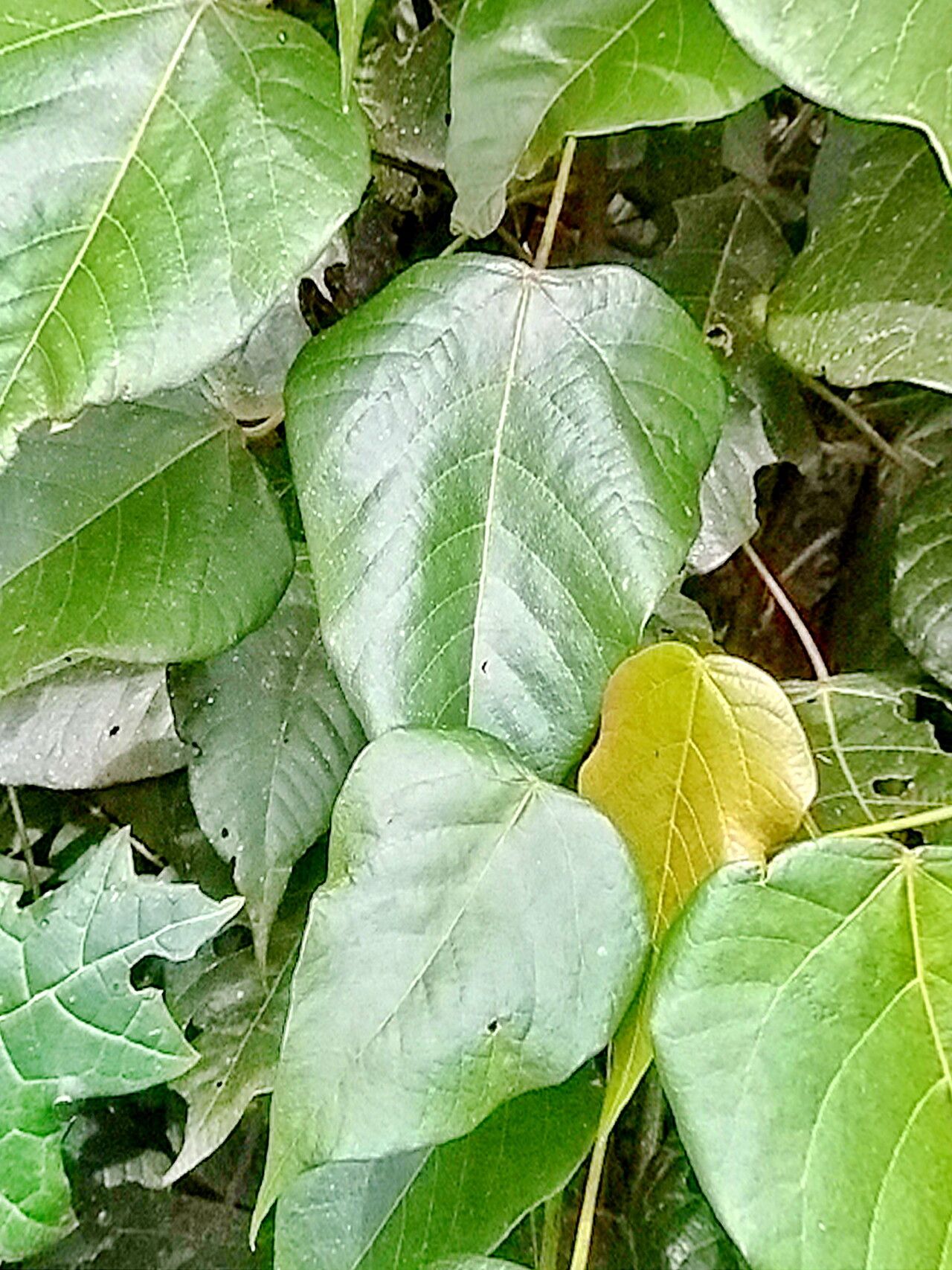 Macaranga capensis — houseplant care guide