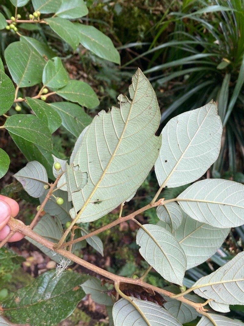 Frangula discolor leaf
