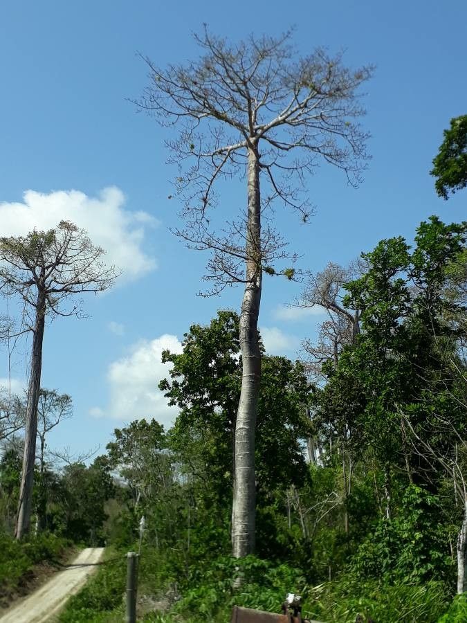 Cavanillesia platanifolia bark
