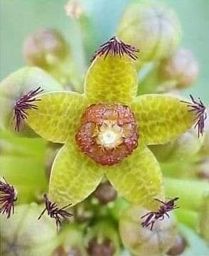 Caralluma penicillata — houseplant care guide