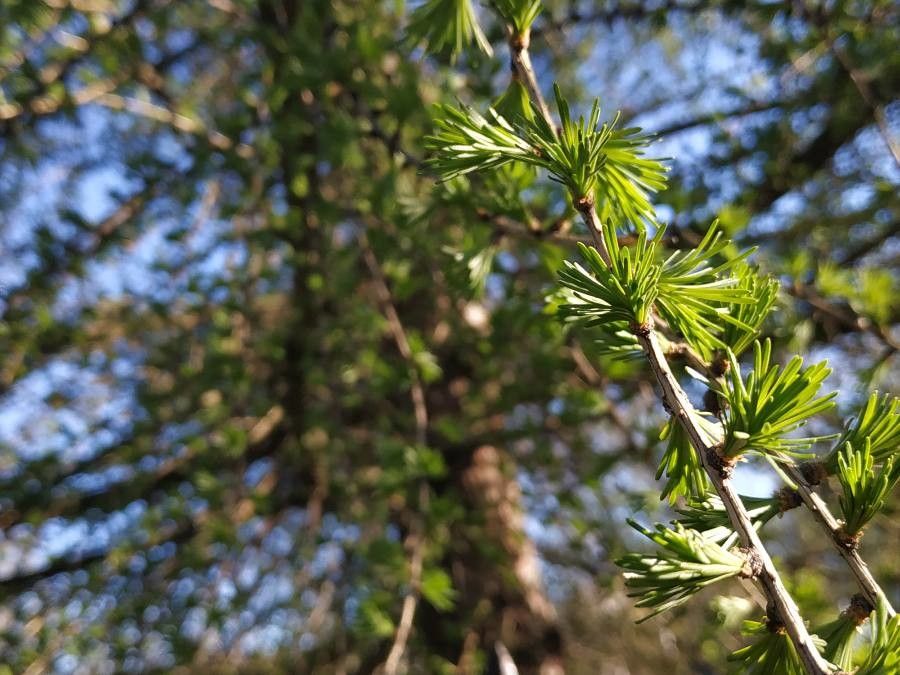 Larix sibirica leaf