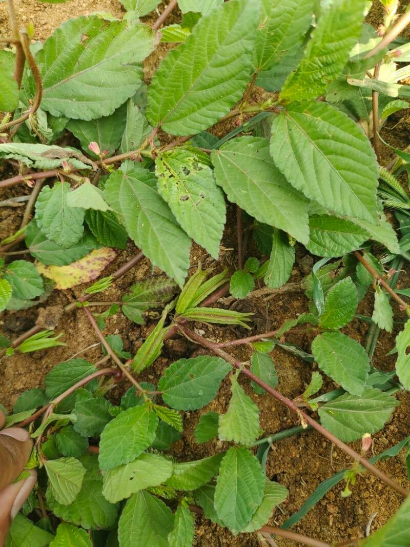 Corchorus trilocularis fruit