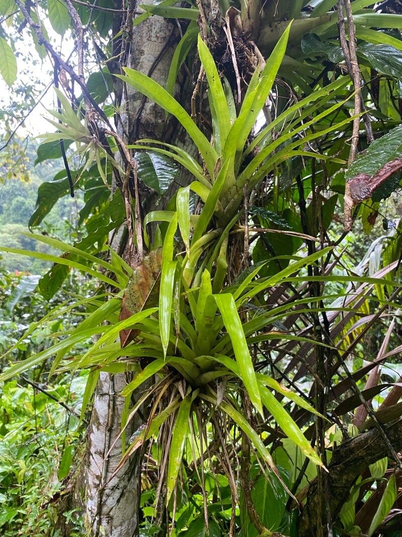 Tillandsia elongata — search result for 'Guyana'