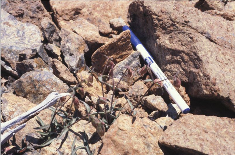 Silene campanulata habit