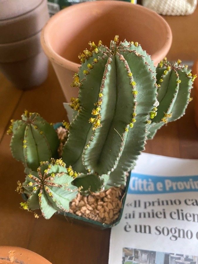 Euphorbia fruticosa leaf