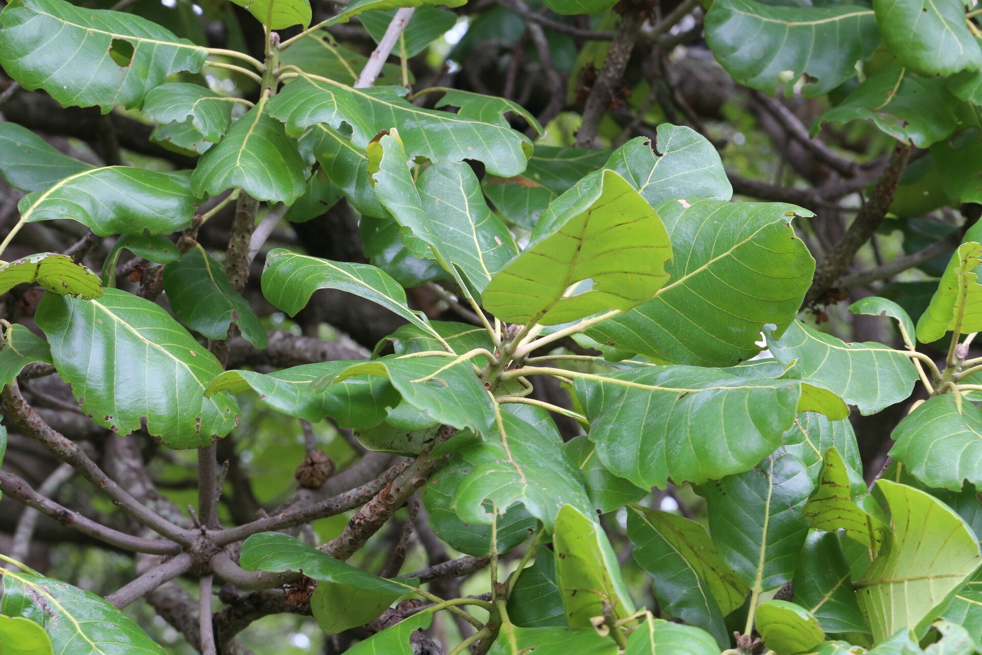 Uapaca kirkiana — houseplant care guide