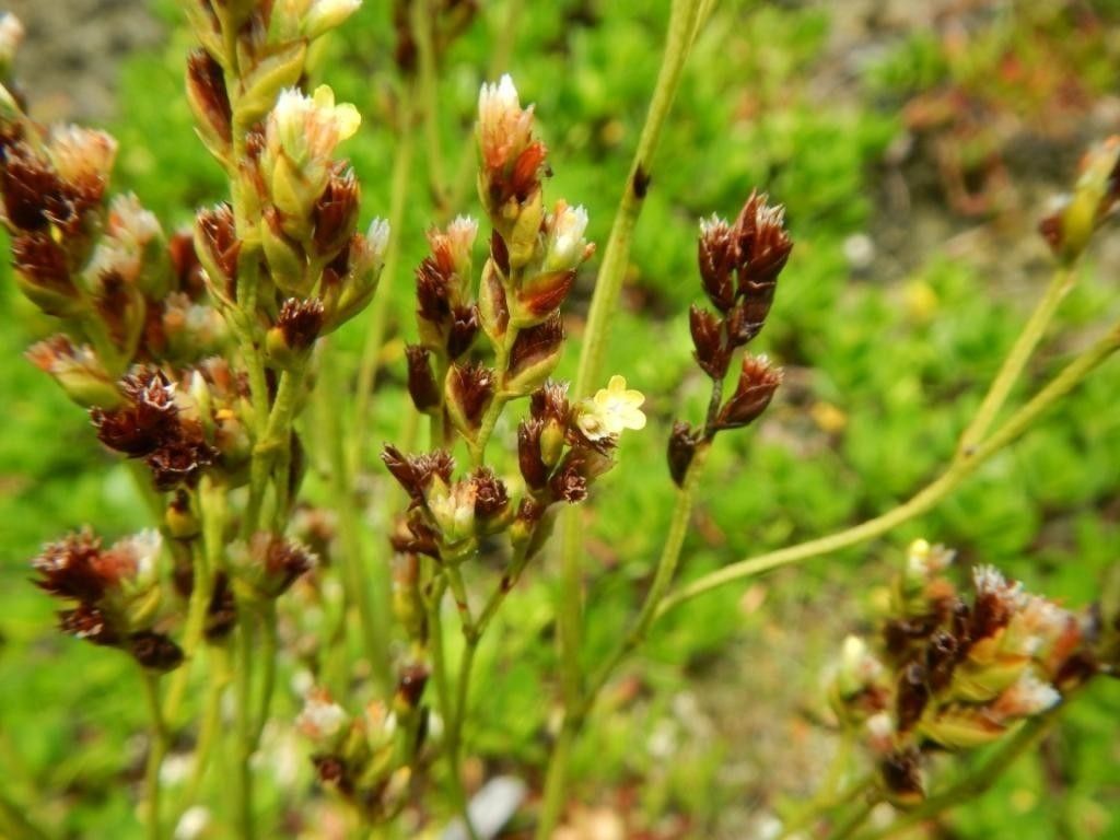 Limonium tetragonum — houseplant care guide