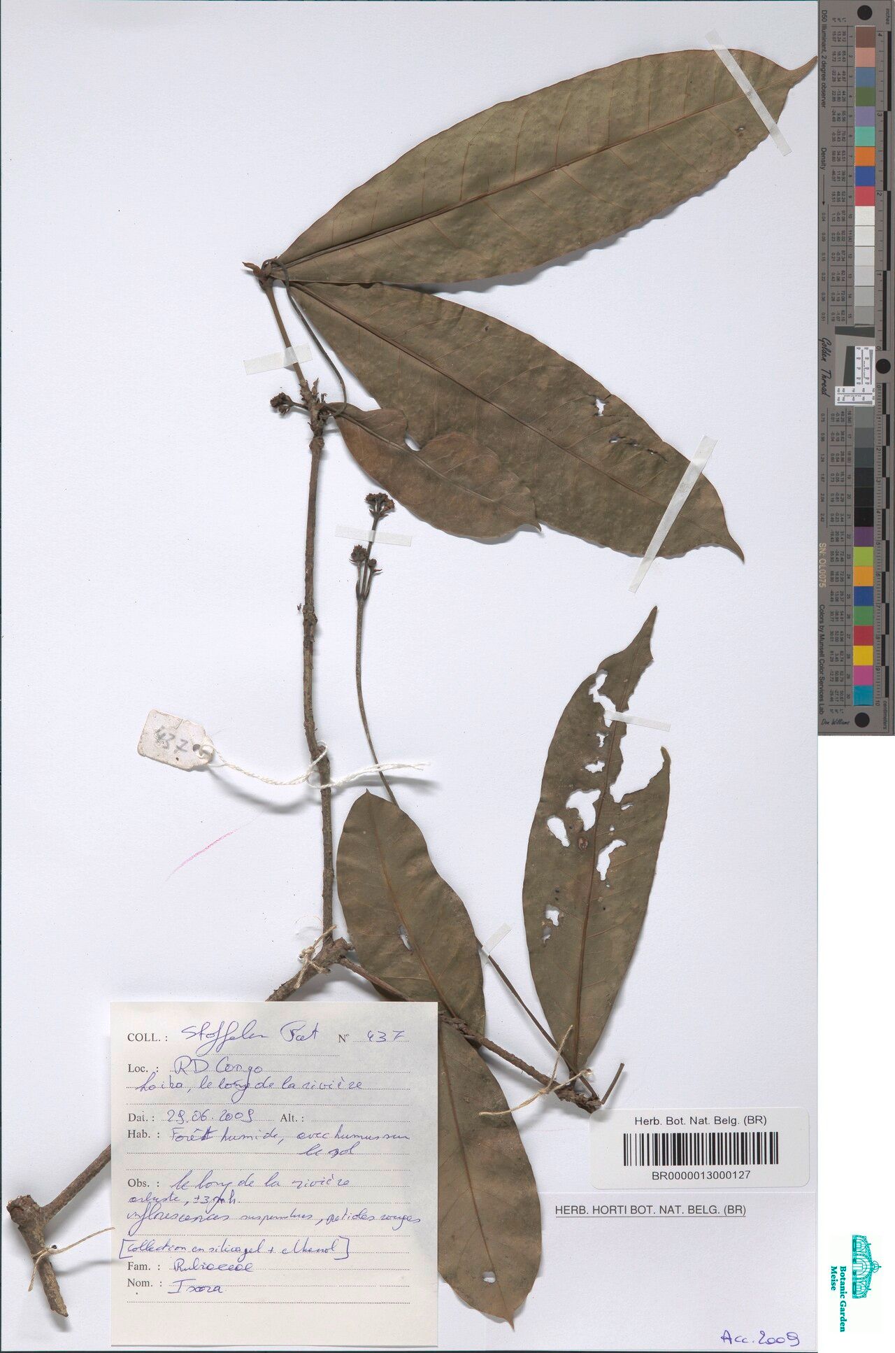 Ixora longipedunculata — search result for 'Ixora'