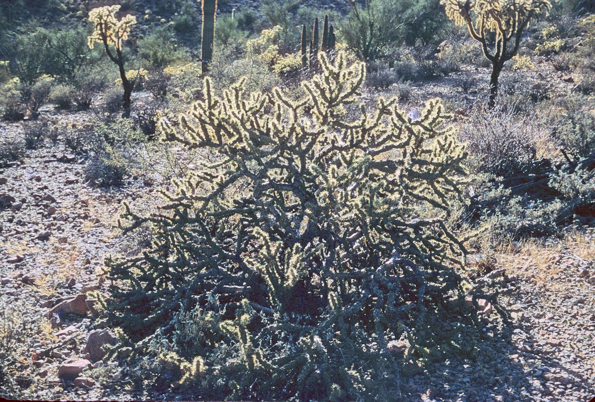 Cylindropuntia acanthocarpa bark