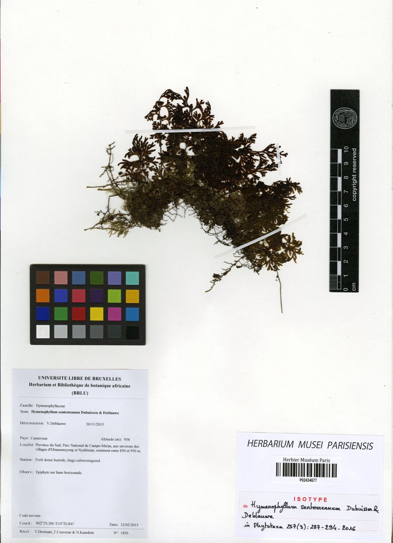 Hymenophyllum senterreanum — houseplant care guide