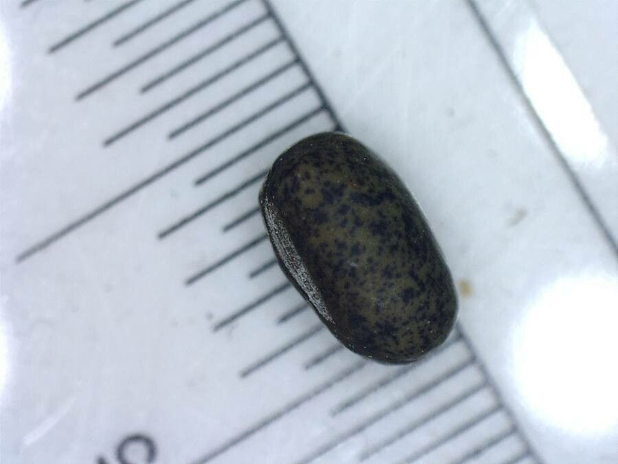 Lathyrus bauhinii fruit